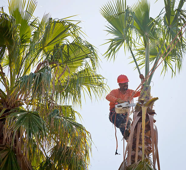 Tree Health Inspection in Mcmillin, WA